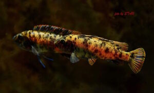 Labeotropheus trewavasae 'Makankha Reef'